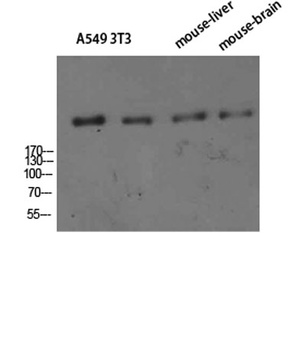 CD35 rabbit pAb Antibody