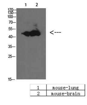 BMP-10 rabbit pAb Antibody