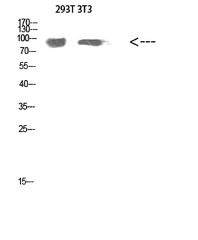Atg9a antibody