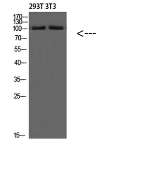 PI 3 Kinase Class 3 rabbit pAb