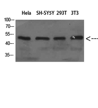WIPI1 rabbit pAb Antibody