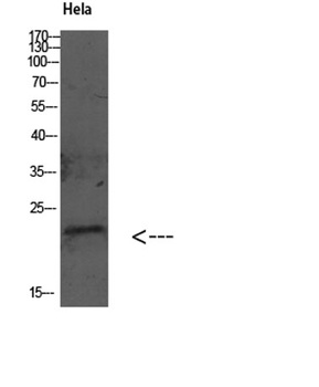 GABARAP rabbit pAb Antibody