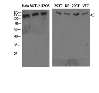 Collagen IV rabbit pAb Antibody