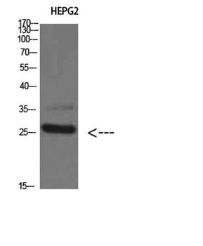 Tryptase-3 rabbit pAb