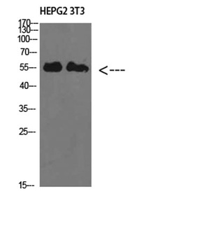 IL17RB antibody