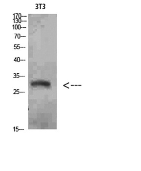 Nanos Homologue 1 (NANOS1) antibody