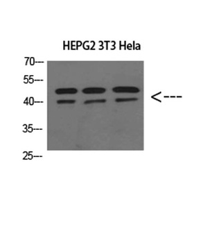ERLIN1/2 rabbit pAb