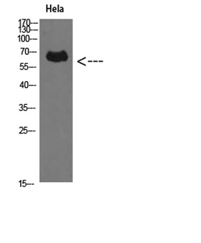 Perforin 1 antibody