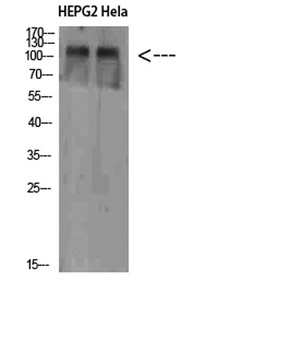 NLRX1 antibody