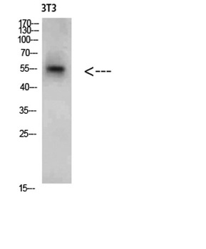 CREB3 rabbit pAb Antibody