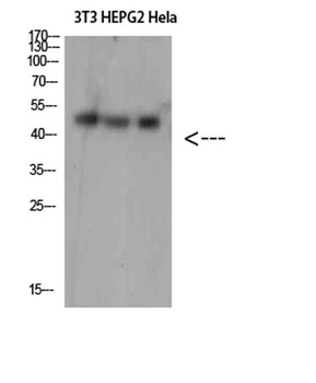 SPOP antibody