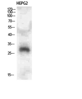 CLECSF6 antibody