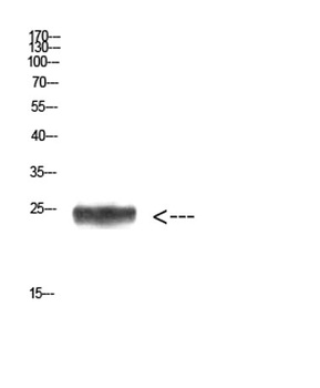Imp3 antibody