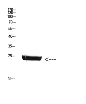 CSH1 antibody