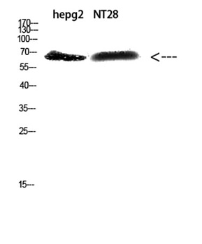 ZFP91 antibody