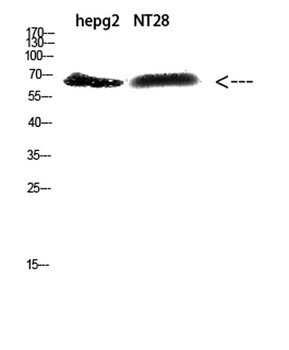 ZFP91 rabbit pAb