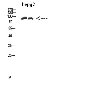 CACTIN rabbit pAb