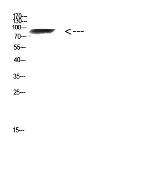 FAM48A rabbit pAb Antibody