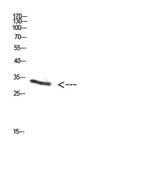 Enkephalin antibody