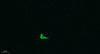 COL17A1 rabbit pAb
