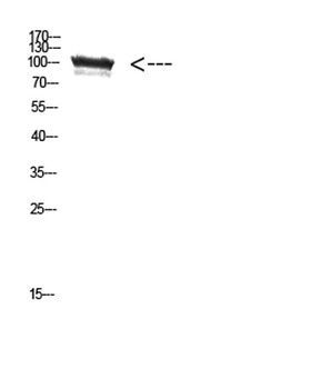 TRPV4 antibody