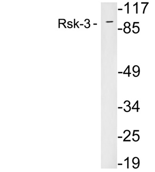 RSK3 rabbit pAb