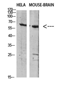 GABA T-1 antibody