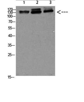 NFAT5 antibody