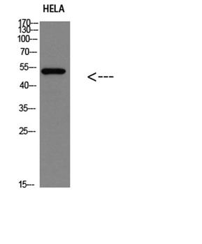 p53(Phospho-Ser366) rabbit pAb