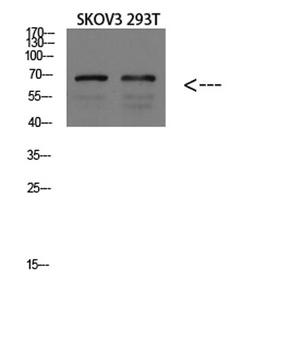GADD34 antibody