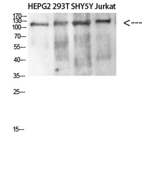 DAAM1 rabbit pAb Antibody