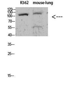 Sodium Potassium ATPase alpha-1 (Phospho-Tyr260) antibody