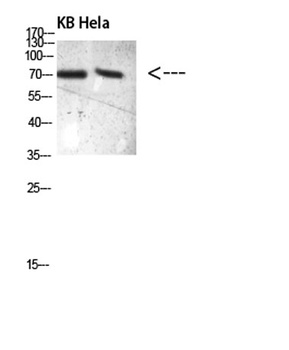 PRC1 (Phospho-Thr481) antibody