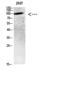 AR (Acetyl Lys633) antibody