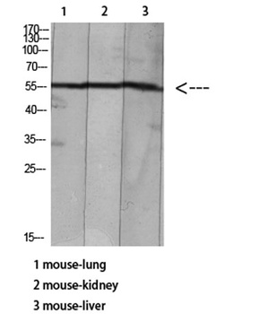 HNF-4α/γ (Acetyl Lys127/79) rabbit pAb