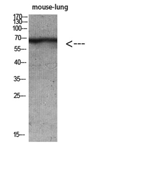 Keratin-pan rabbit pAb