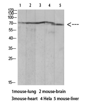 Ku-70 (Acetyl Lys317) rabbit pAb
