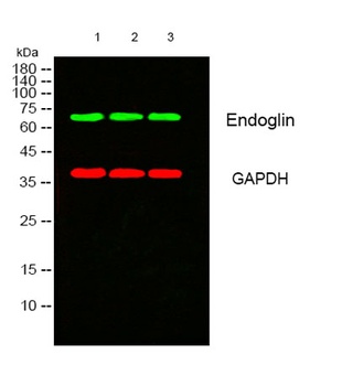 Endoglin antibody