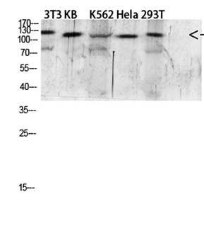EGF rabbit pAb
