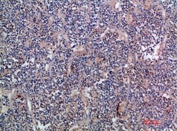 EGF rabbit pAb Antibody