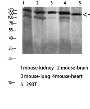 Dsg1 antibody