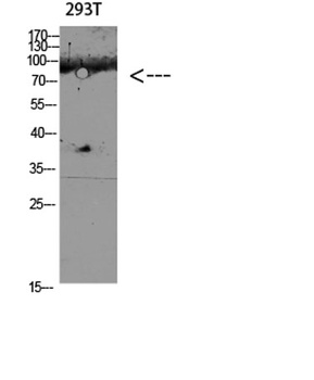 CD168 rabbit pAb