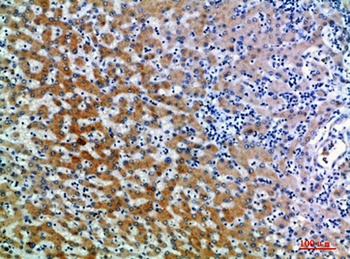 CD109 rabbit pAb