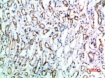 CD151 rabbit pAb