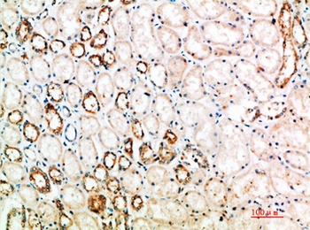 CD152 rabbit pAb