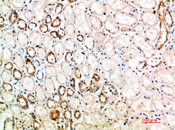 CTLA4 antibody