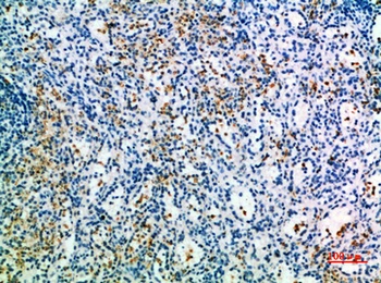 CD327 antibody