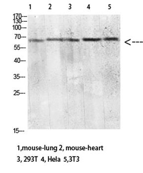 CD299 antibody