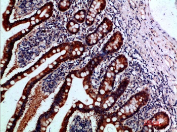 IL1F7 antibody