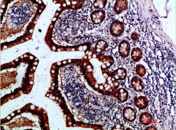 IL-1F7 rabbit pAb Antibody